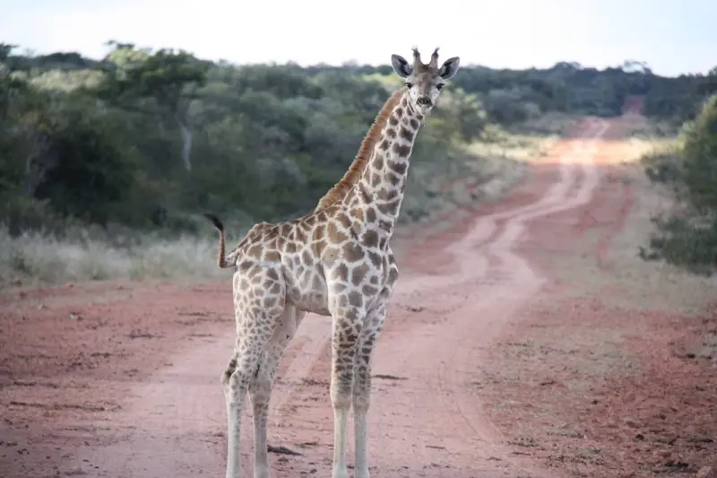 Namibia20113697.jpg