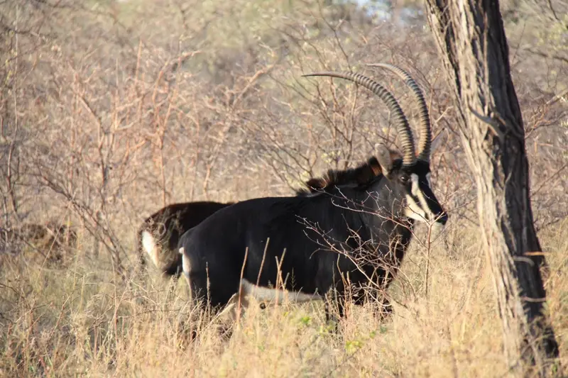 Namibia20113723.jpg