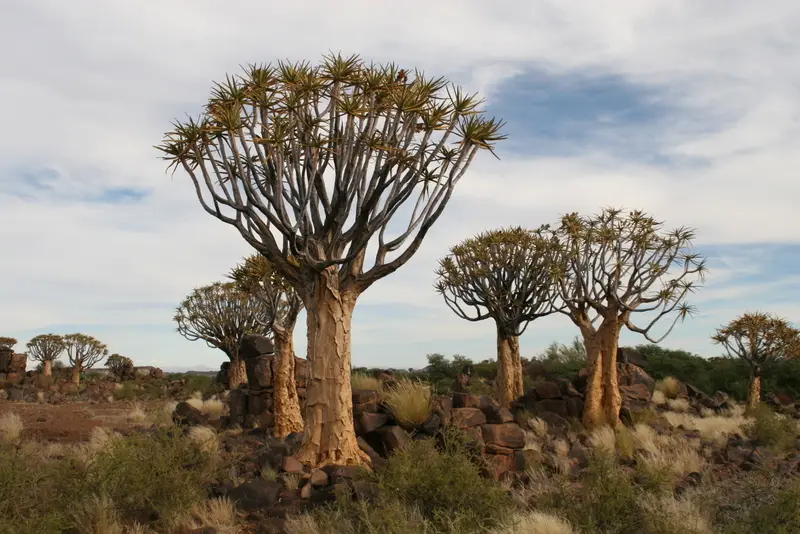 Namibia2010_-223.jpg