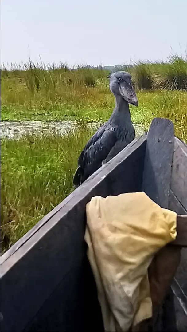 uganda2018.JPG