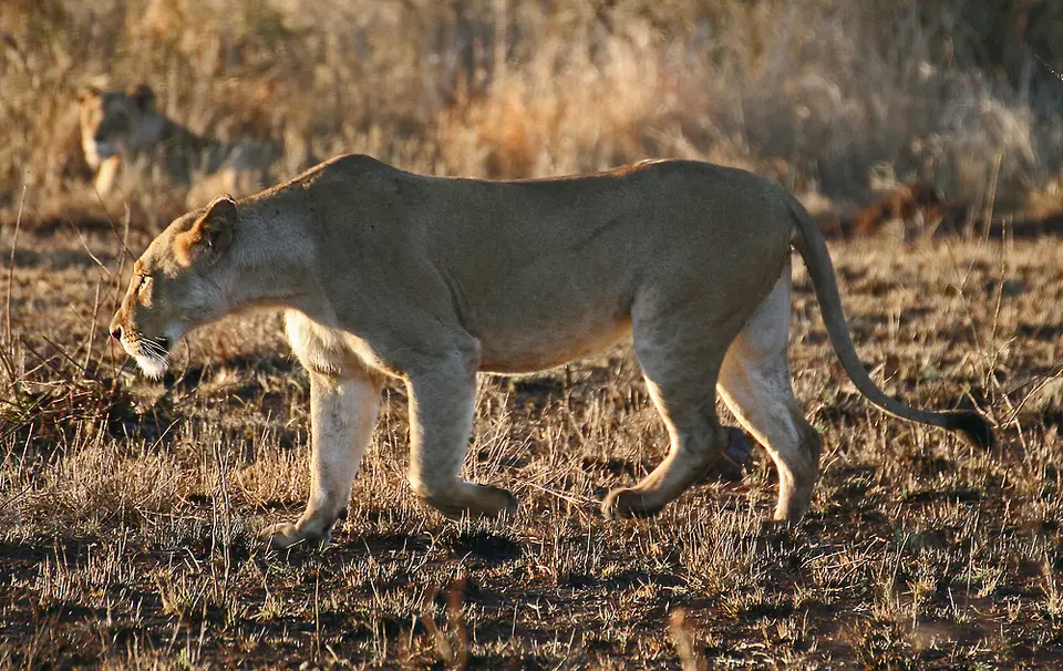 hd045c6c.jpg