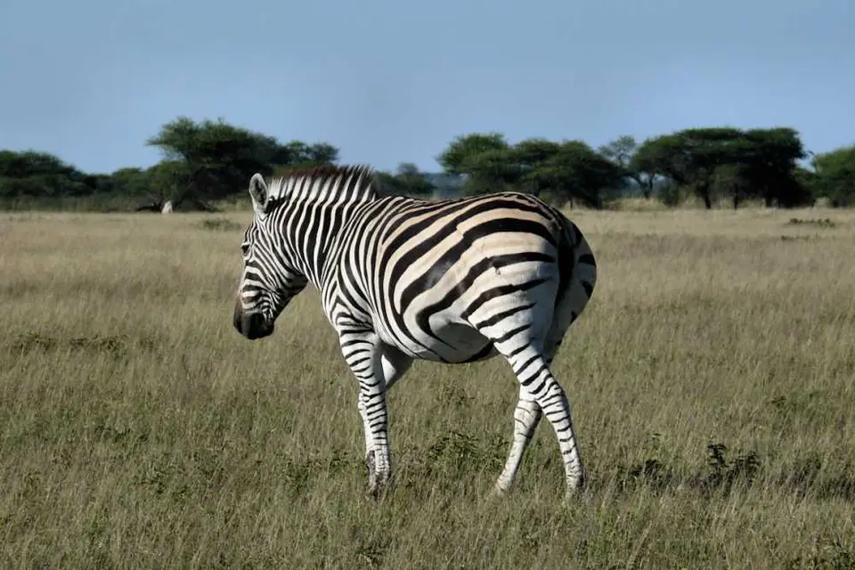 Botswana200820397.jpg