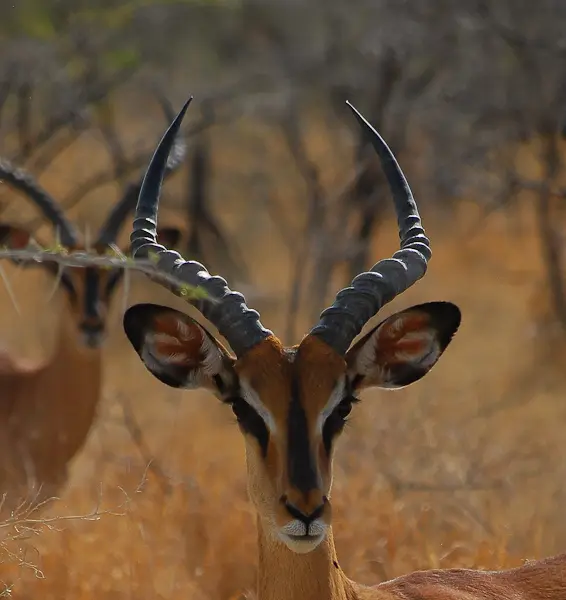 antelope.jpg