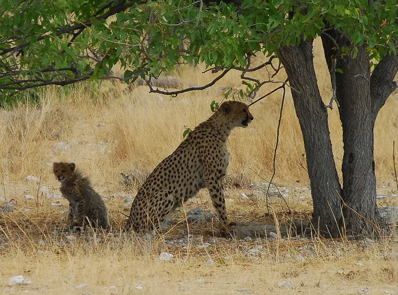 gepard.jpg
