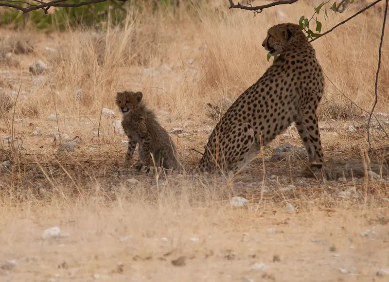 gepard2.jpg