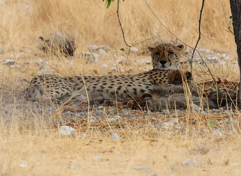 gepard3.jpg