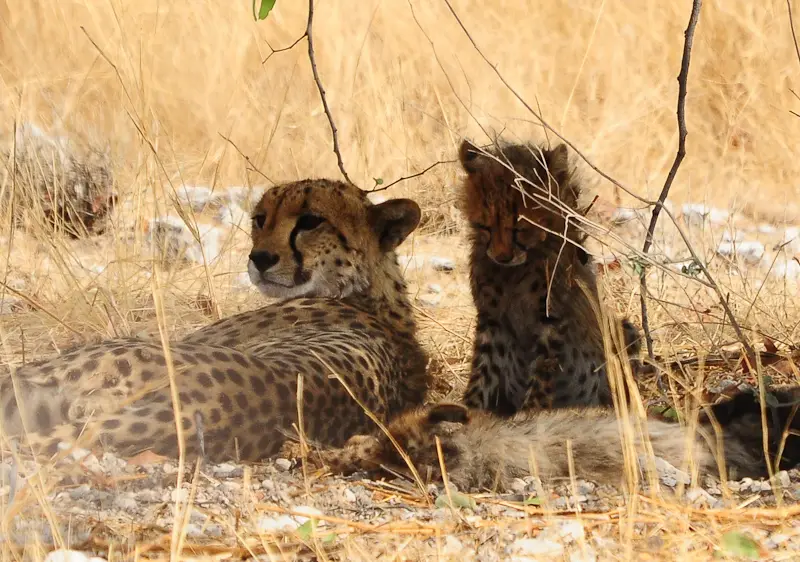 gepard5.jpg