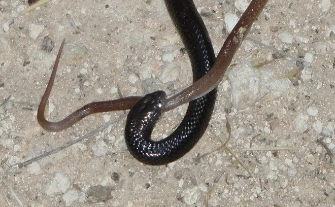Namibia2011010.jpg