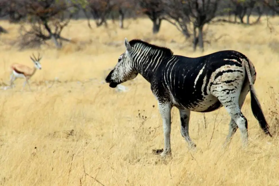 blackZebra.jpg