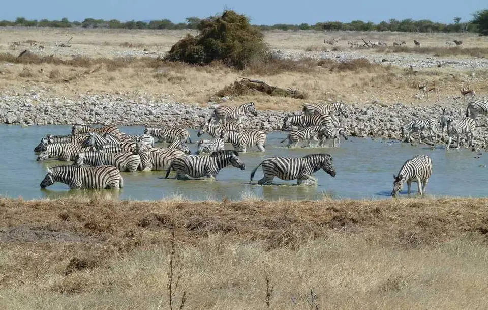 01ZebrasOkaukuejo.jpg