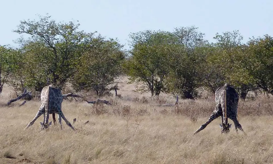 02GiraffenRietfontein.jpg