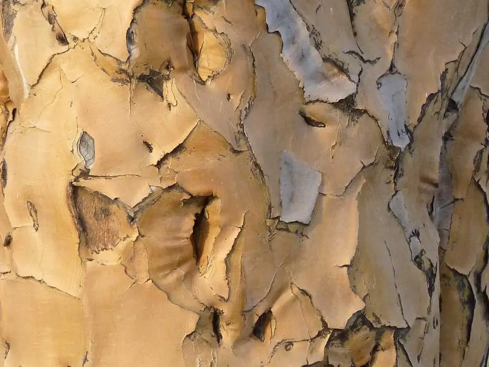 02Kcherbaumwald.jpg