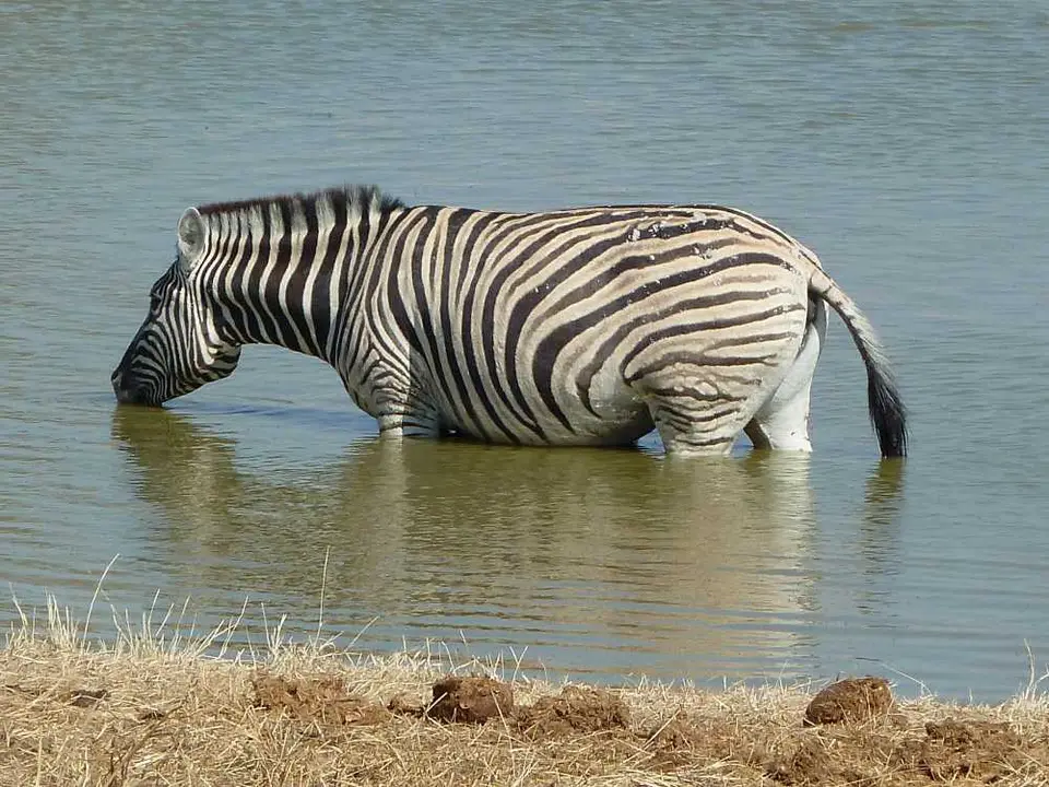 02Zebraokaukuejo.jpg