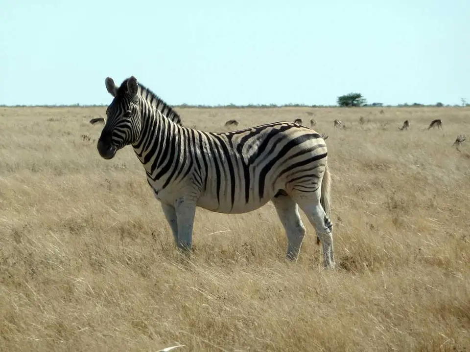 03ZebraSalvadora.jpg