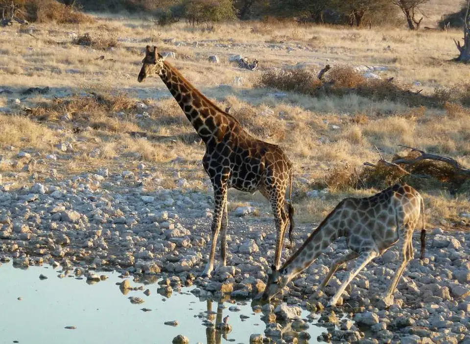 04GiraffenOkaukuejo.jpg