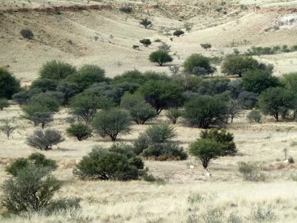 04Kalahari.jpg