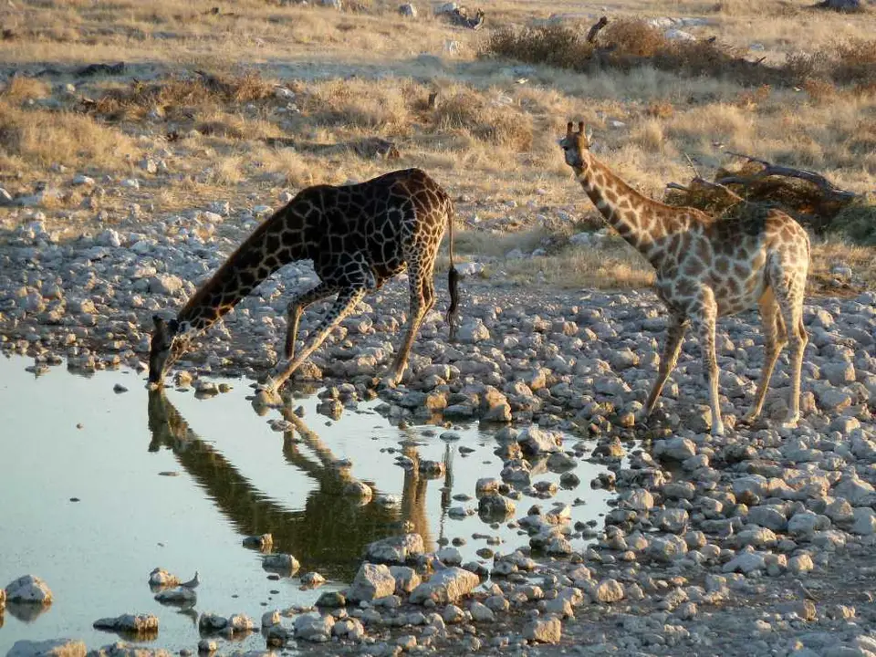 05GiraffenOkaukuejo.jpg