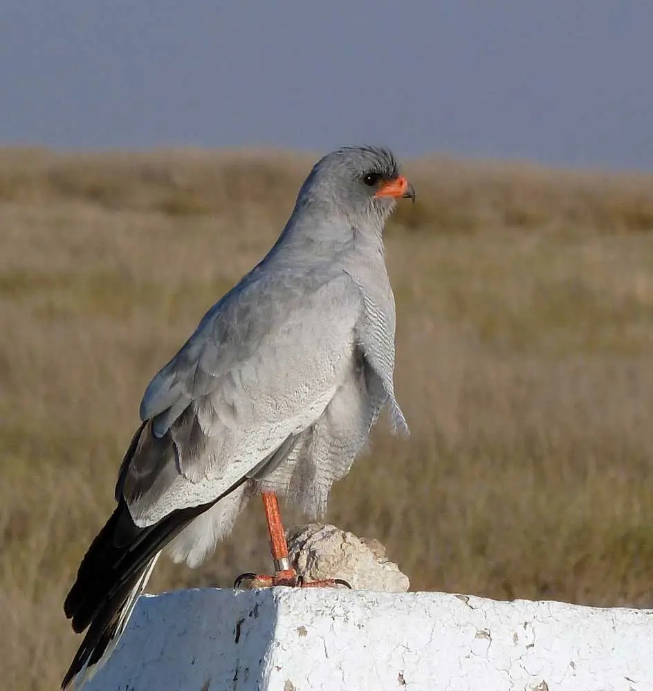 12GoshawkOkaukuejo.jpg