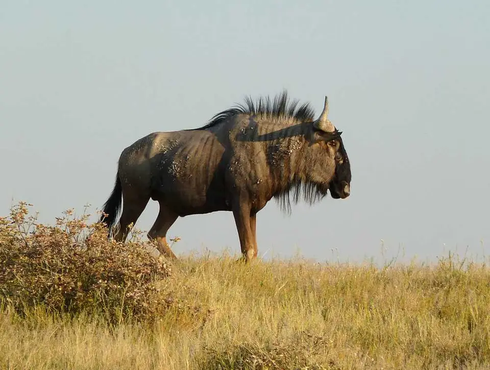 14BlueWildebeestOkaukuejo.jpg