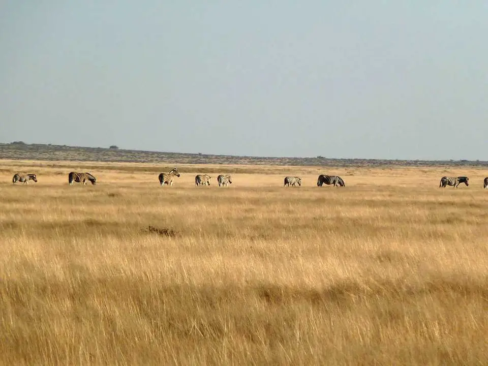 15ZebrasOkaukuejo.jpg