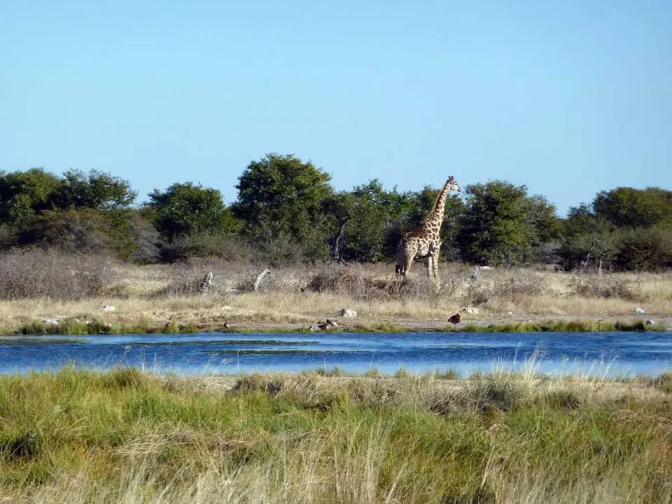 17GiraffeGoas.jpg