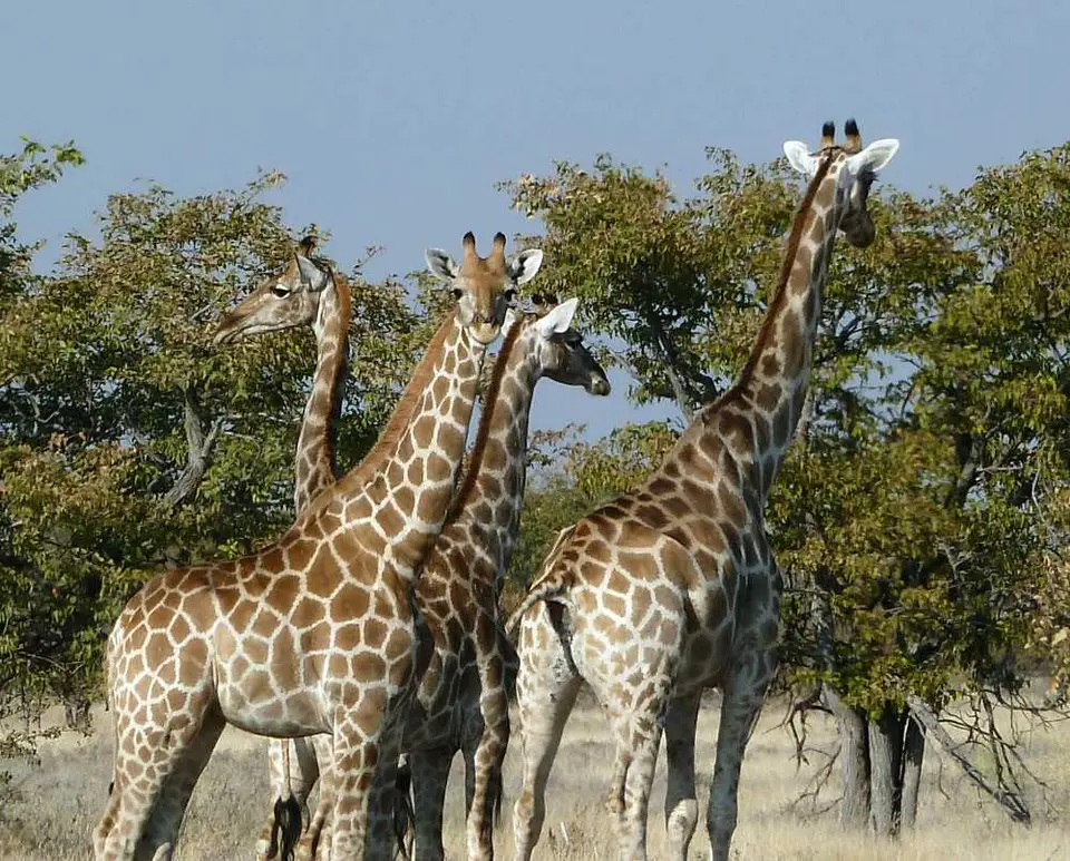 18GiraffenOkaukuejo.jpg