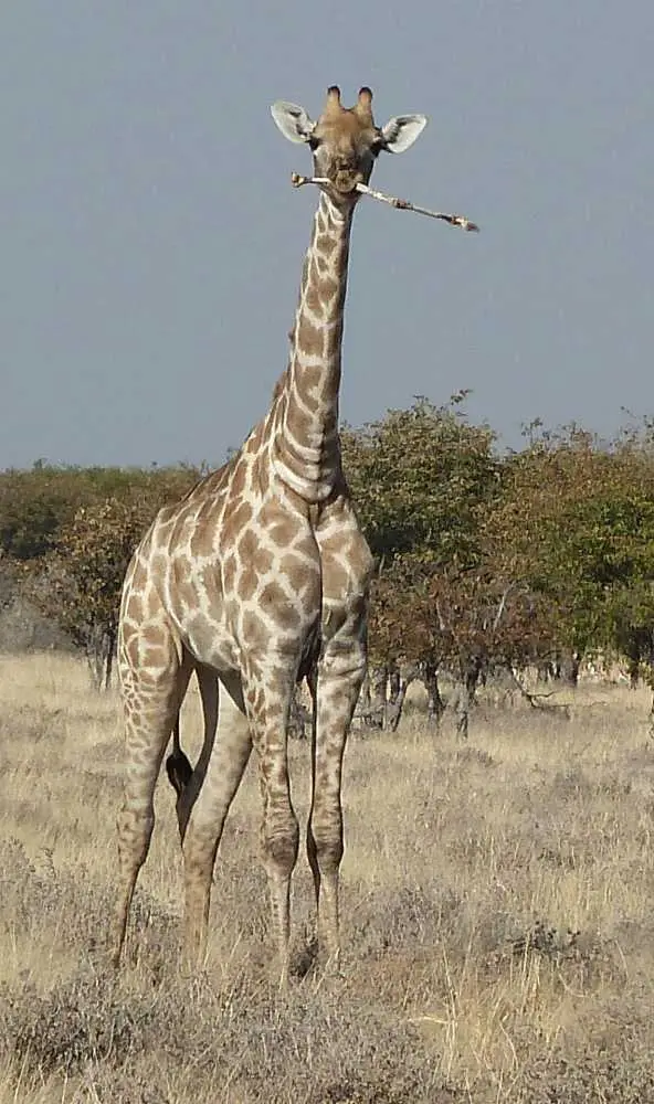 19GiraffenOkaukuejo.jpg