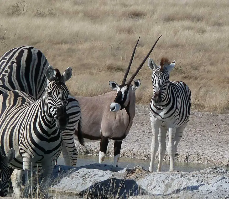 23OryxZebraNebrowni.jpg