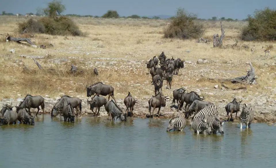 26WildebeestOkaukuejo.jpg