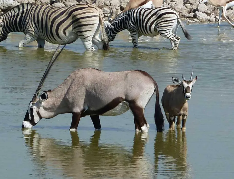29OryxOkaukuejo.jpg