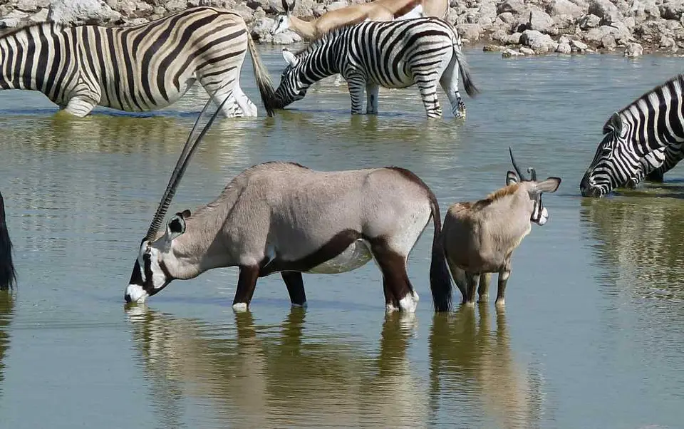 30OryxOkaukuejo.jpg