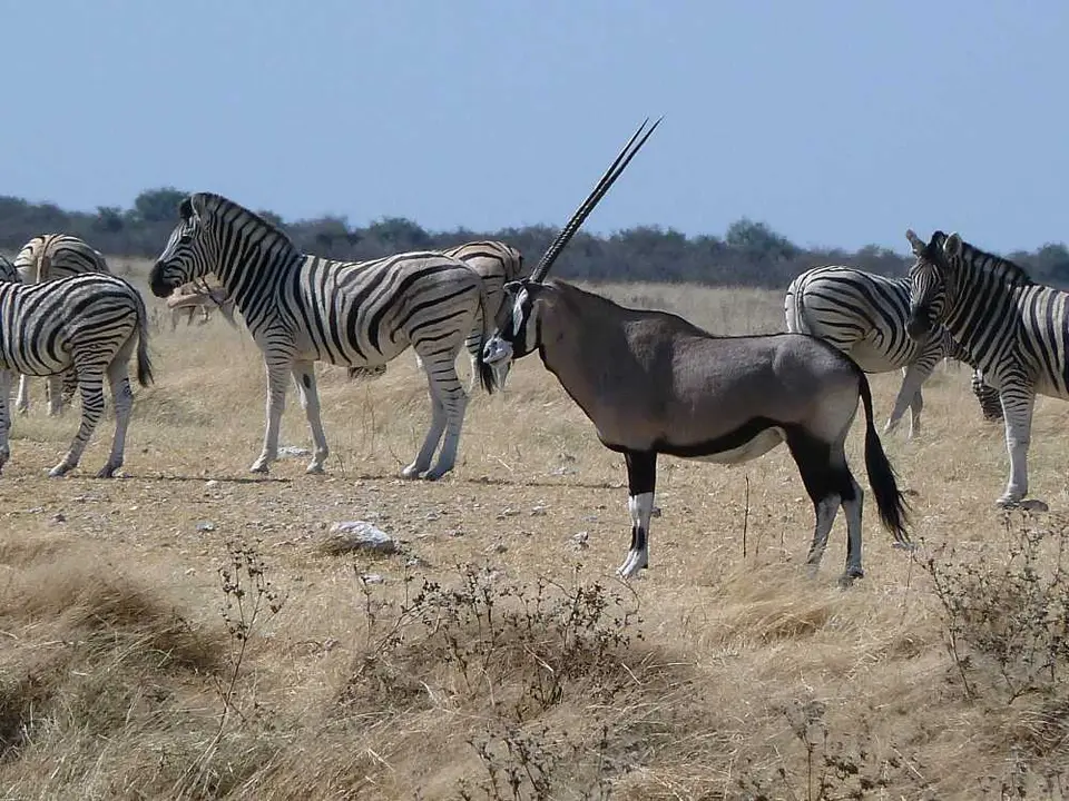 36OryxGemsbokvlakte.jpg