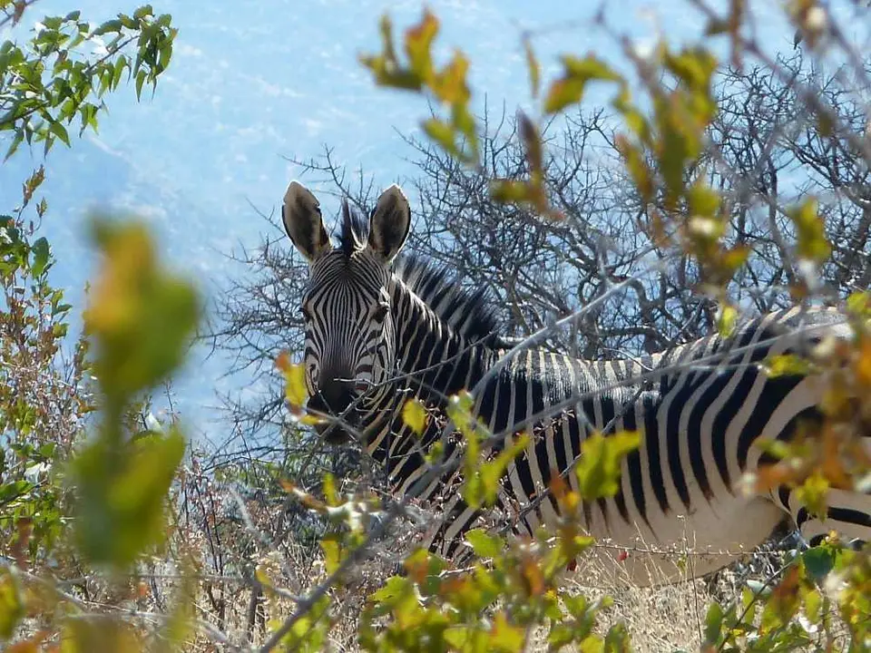 Bergzebra3Huab.jpg