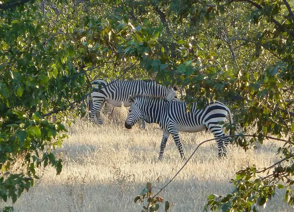 Bergzebras1Huab.jpg