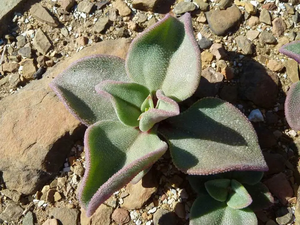 Blume4.jpg