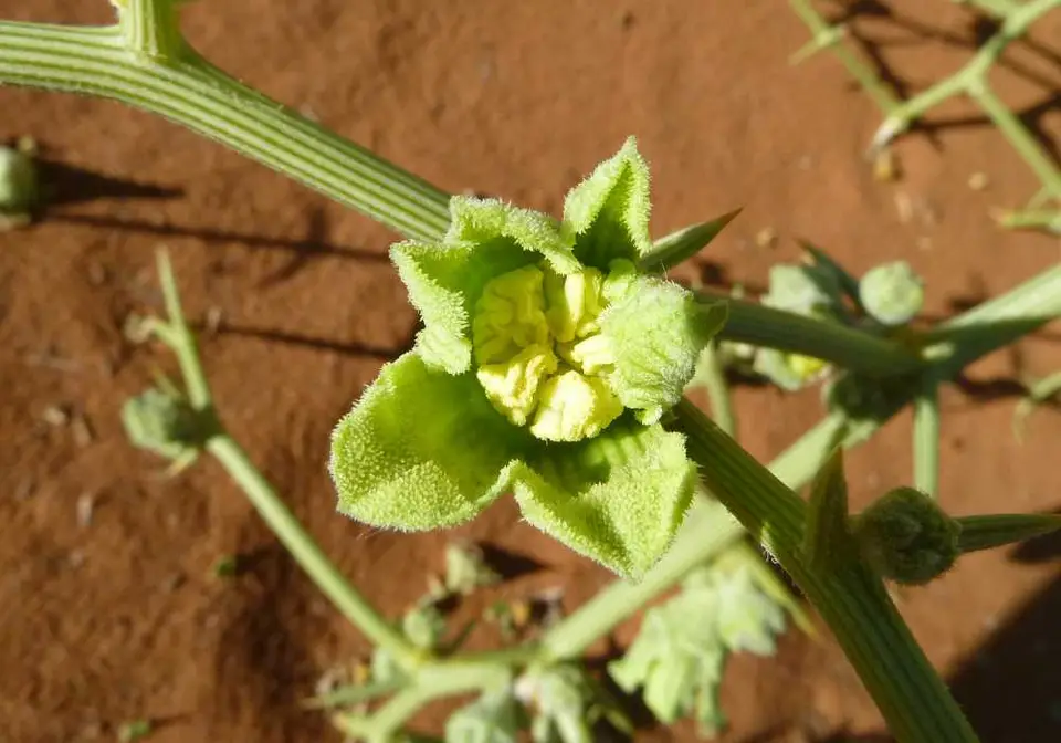 BlumeSossusvlei3.jpg