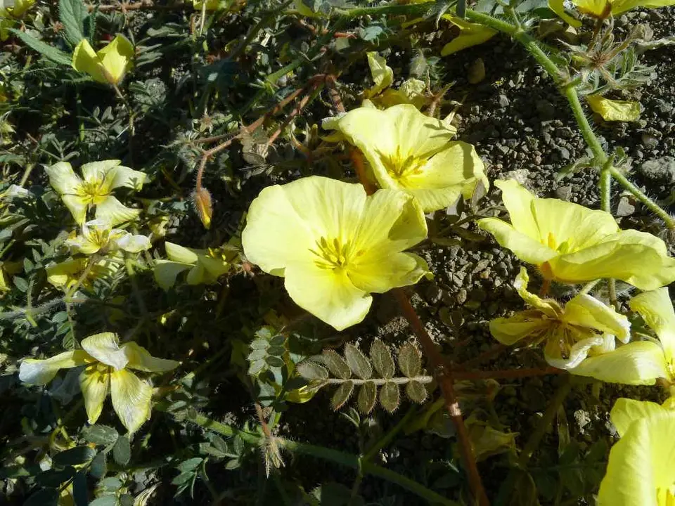C37-Blume2.jpg