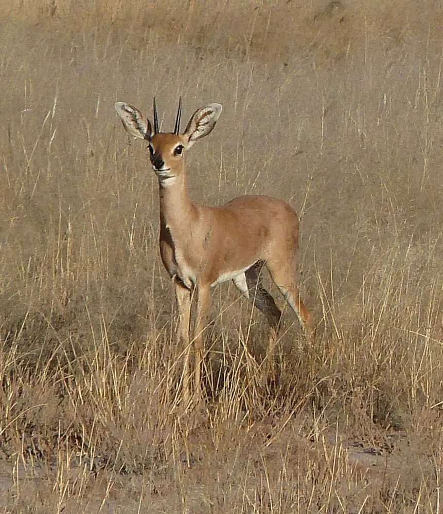 CampKipweSteenbok.jpg