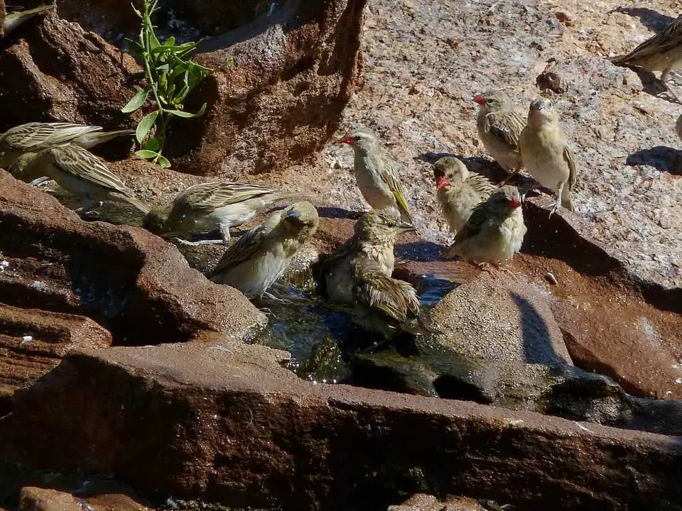 CampKipweVogelbad2.jpg