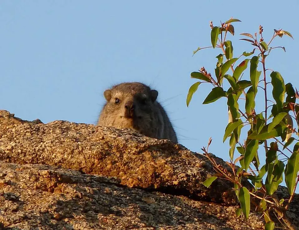 Dassie.jpg