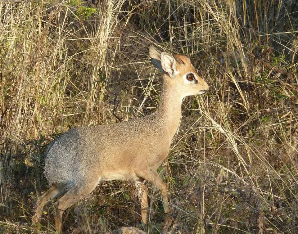 Dik-Dik.jpg