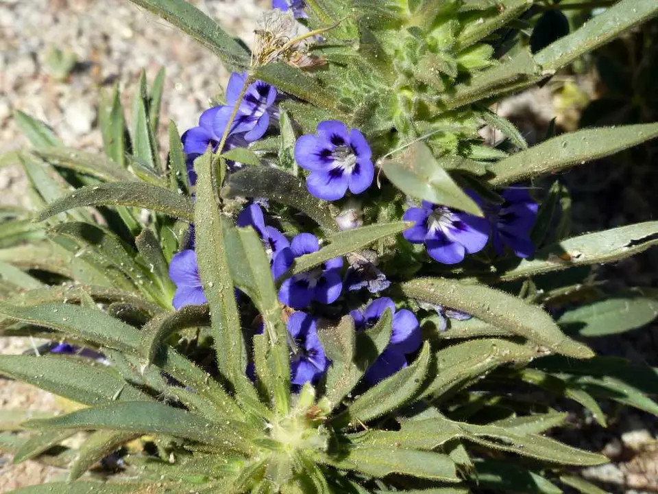 LodgeBlume4.jpg