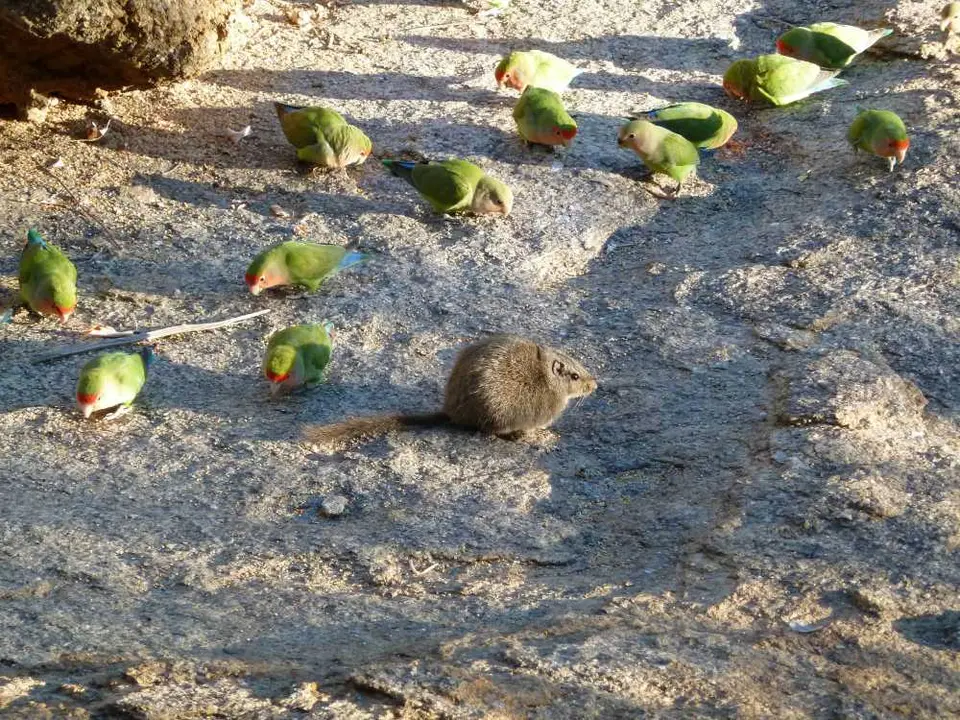 LovebirdsDassieRat.jpg