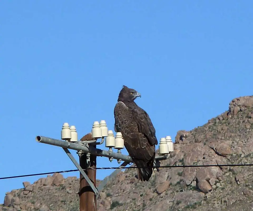 MartialEagle1.jpg