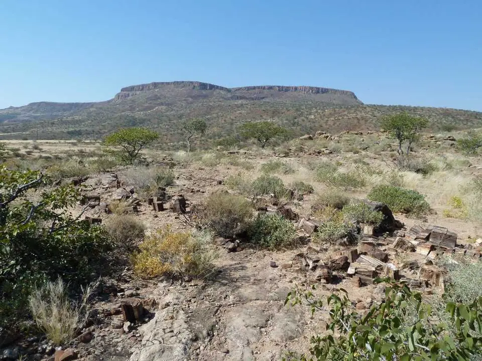 PetrifiedForest4.jpg