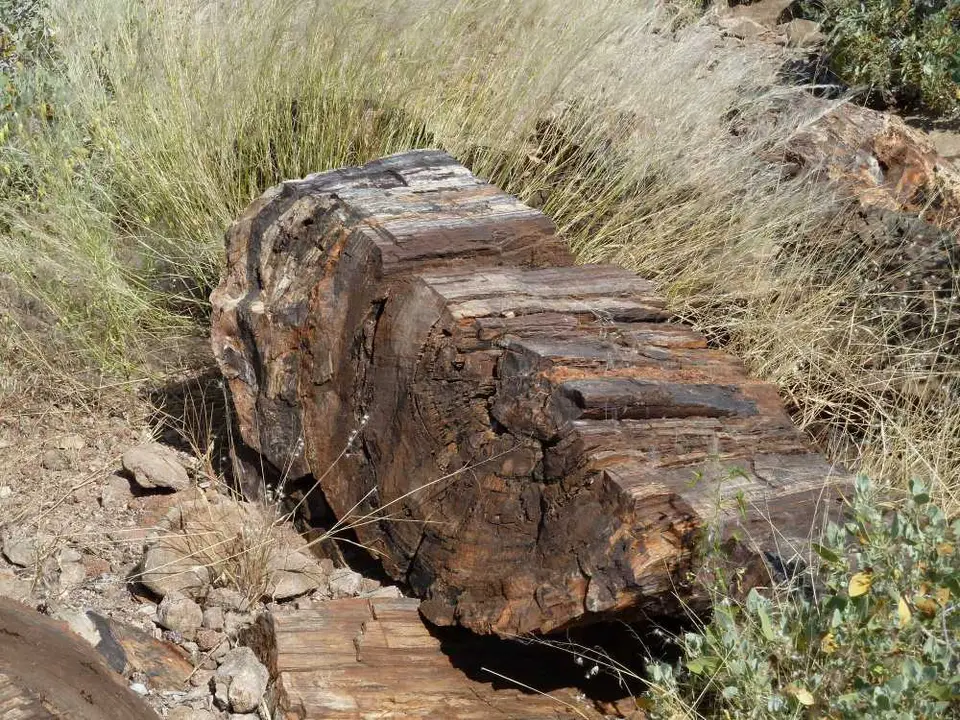 PetrifiedForest5.jpg
