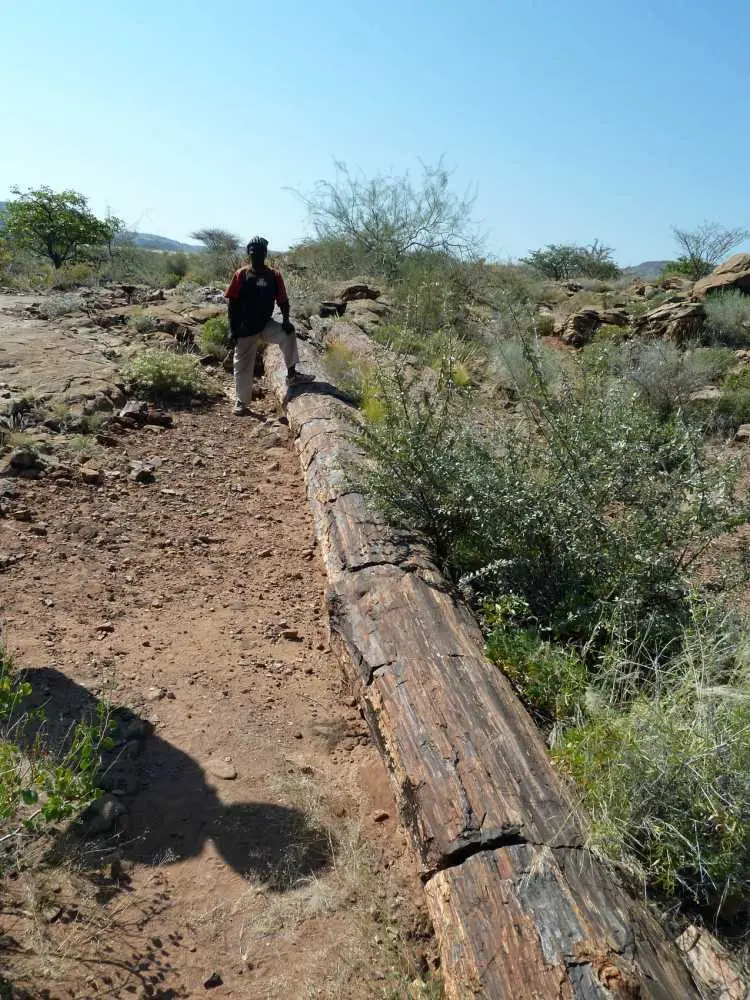 PetrifiedForest6.jpg