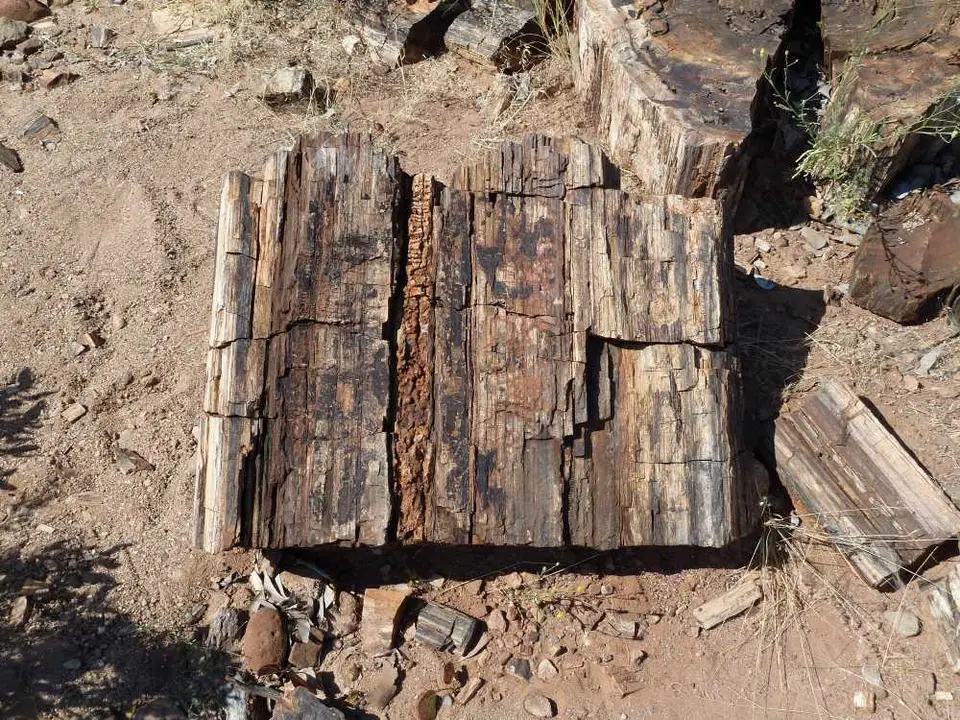 PetrifiedForest7.jpg