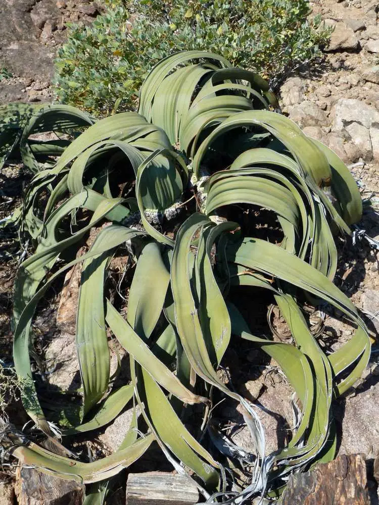 PetrifiedForestWelwitschia.jpg