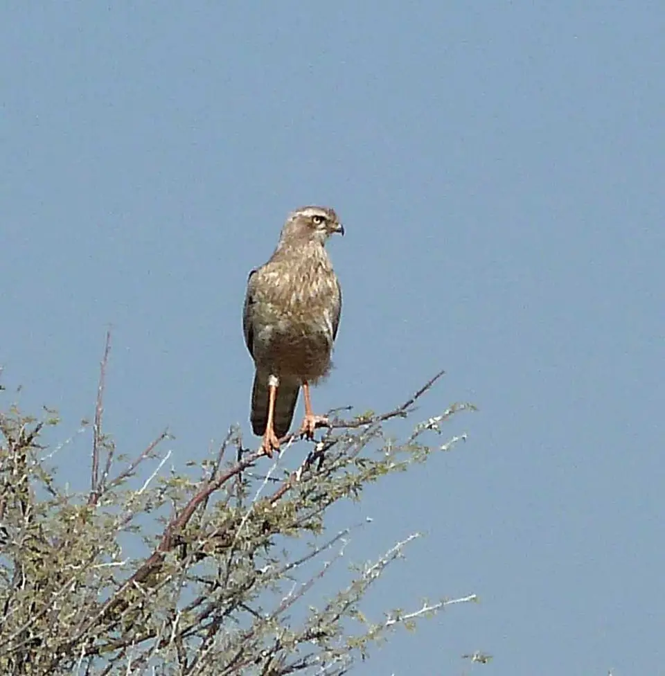 Raubvogel_1.jpg
